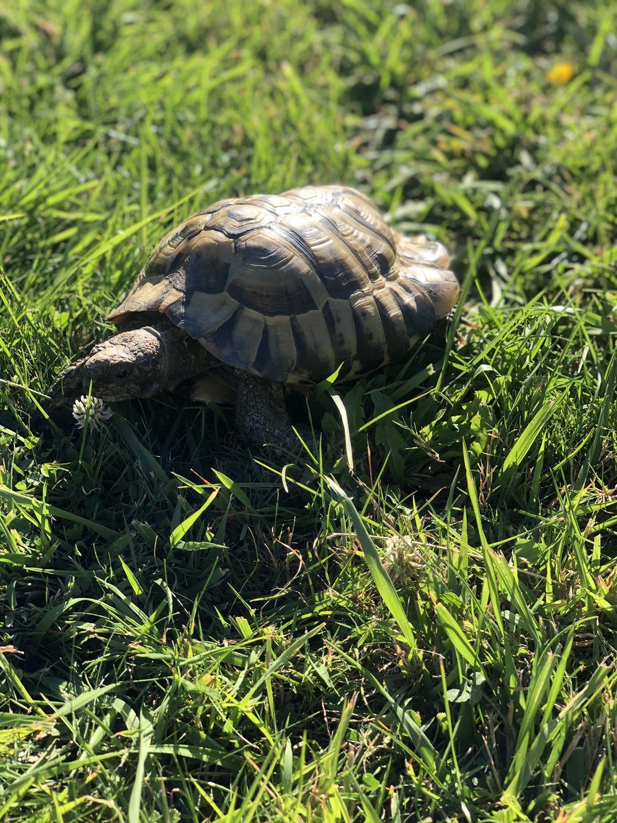 alfrescosumner's tweet photo. @innocent @age_uk Here’s Charlie, my 15yr old Herman tortoise - a serial escapee (seriously) and holds the #1 place in my heart ❤️ #knitmypet #tortoise #charlie #hermantortoise #innocentsmoothie https://t.co/8Rqcz0bKsS