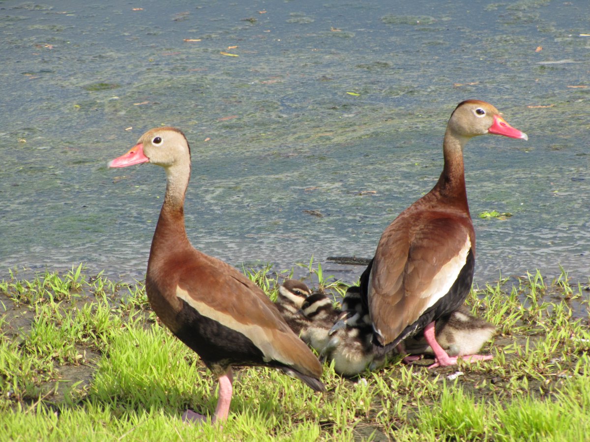 wetlandsolution's tweet photo. Did you know a wide range of waterfowl are dependent on wetlands for some portion of their life cycle? Whether it is for breeding, protection, nesting, feeding or maybe a spot to stop and rest during migration, wetlands are an important habitat! Can you name this species? https://t.co/WsSQRLCtAY