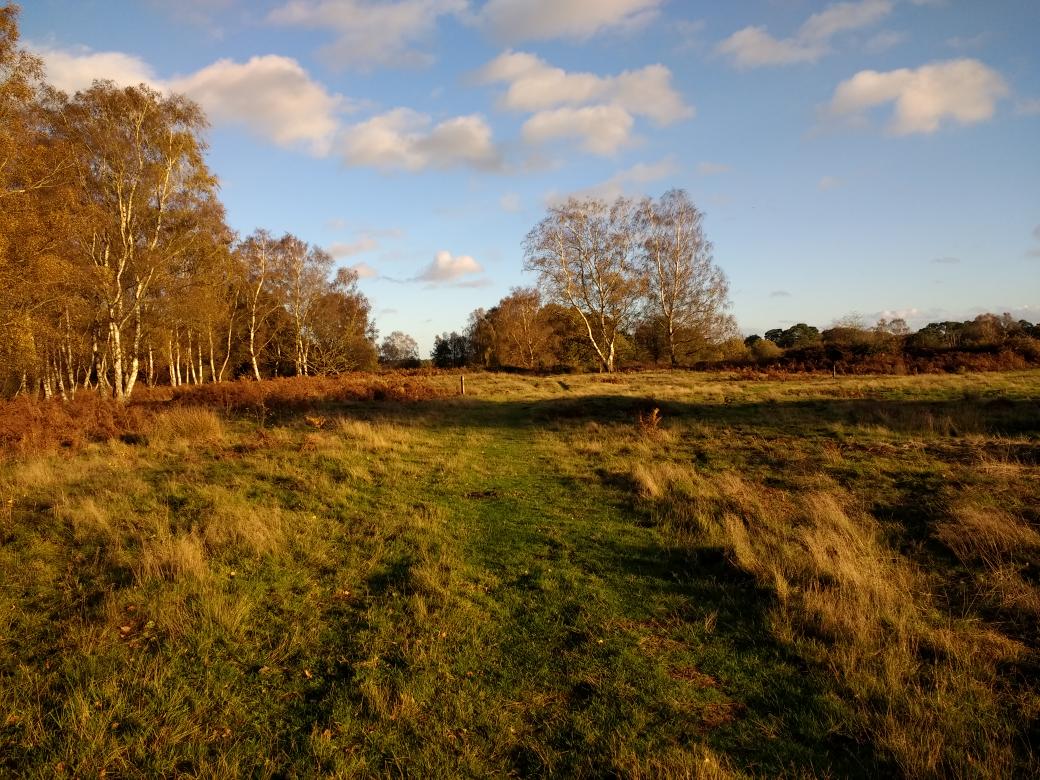 CarminaStudio's tweet photo. Such beautiful Autumn days...walking here everything feels right with the world... #loveNorfolk #Autumncolours #freshairandfun https://t.co/Adtv1ERctW