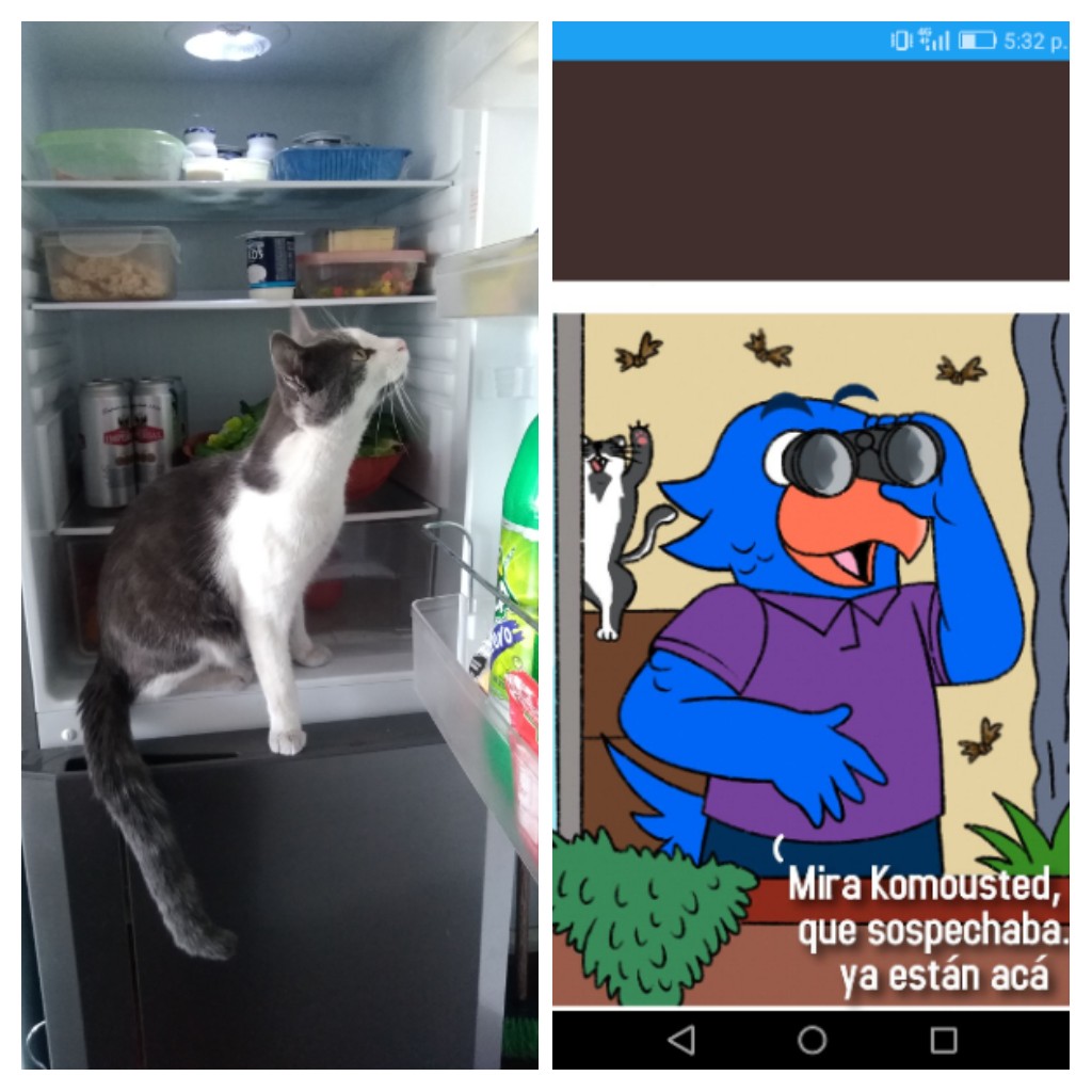 catho_01's tweet photo. @ContraloritoCGR @FranciscaCGR Ese gatito busca polillas es mi Pedrito José! 😱 https://t.co/z9xd9RWx09