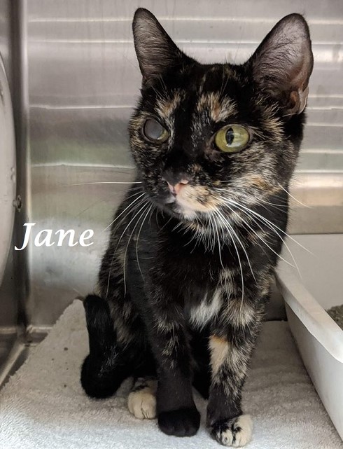sachikoko's tweet photo. 🆘URGENT!🙏🏽PLZ KEEP SHARING🆘
💗SHY 2YO #TORTIE KITTY "JANE"💗
😾FROM A HOARDING CASE, IN CAGE SINCE 4/14/20
🚨NEEDS PLEDGES 4 #RESCUEASAP!🚨
▶ID 621939 - Cage 681 https://t.co/fc7uRI1CD3
🙏🏽#ADOPT #PLEDGE #AdoptDontShop
#MARIETTA #GA @cobbkitties
#CATS #US #RehomeHour https://t.co/tmaNjvZegc