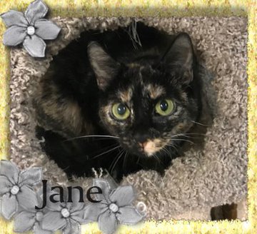 sachikoko's tweet photo. 🆘URGENT!🙏🏽PLZ KEEP SHARING🆘
💗SHY 2YO #TORTIE KITTY "JANE"💗
😾FROM A HOARDING CASE, IN CAGE SINCE 4/14/20
🚨NEEDS PLEDGES 4 #RESCUEASAP!🚨
▶ID 621939 - Cage 681 https://t.co/fc7uRI1CD3
🙏🏽#ADOPT #PLEDGE #AdoptDontShop
#MARIETTA #GA @cobbkitties
#CATS #US #RehomeHour https://t.co/tmaNjvZegc