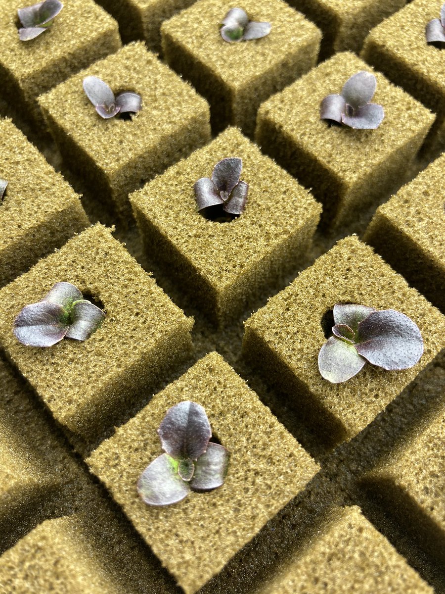 Kellie Walters tweet media