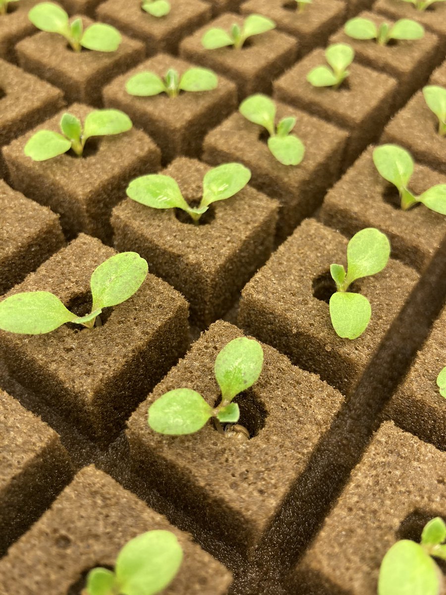 Kellie Walters tweet media