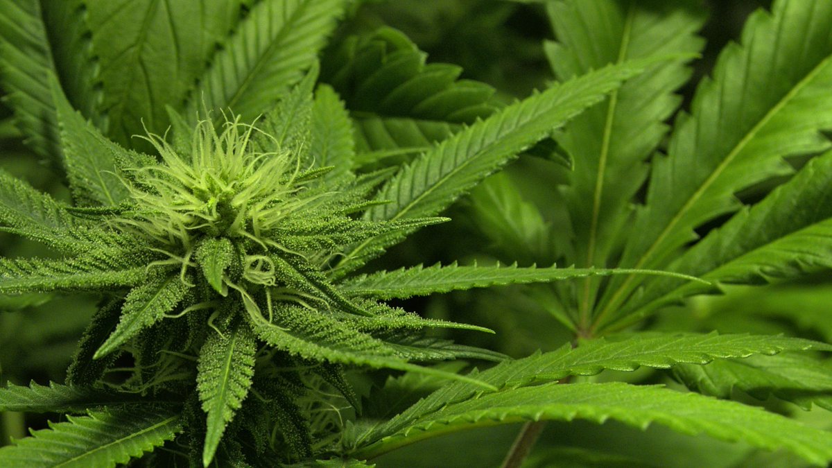 San Fernando Valley OG. 

#Autocultivo #Mmemberville #IAmCannabis