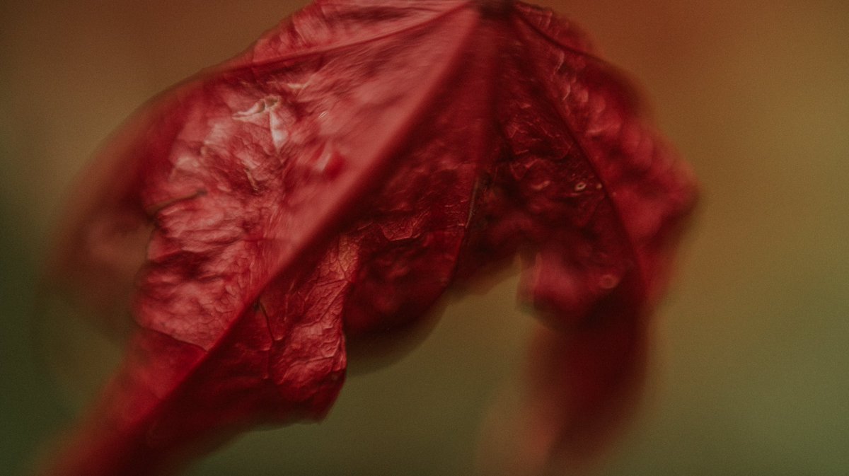 Sinéad Patching tweet media