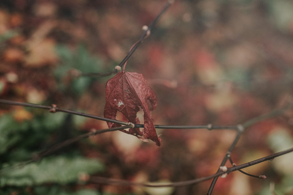 Sinéad Patching tweet media