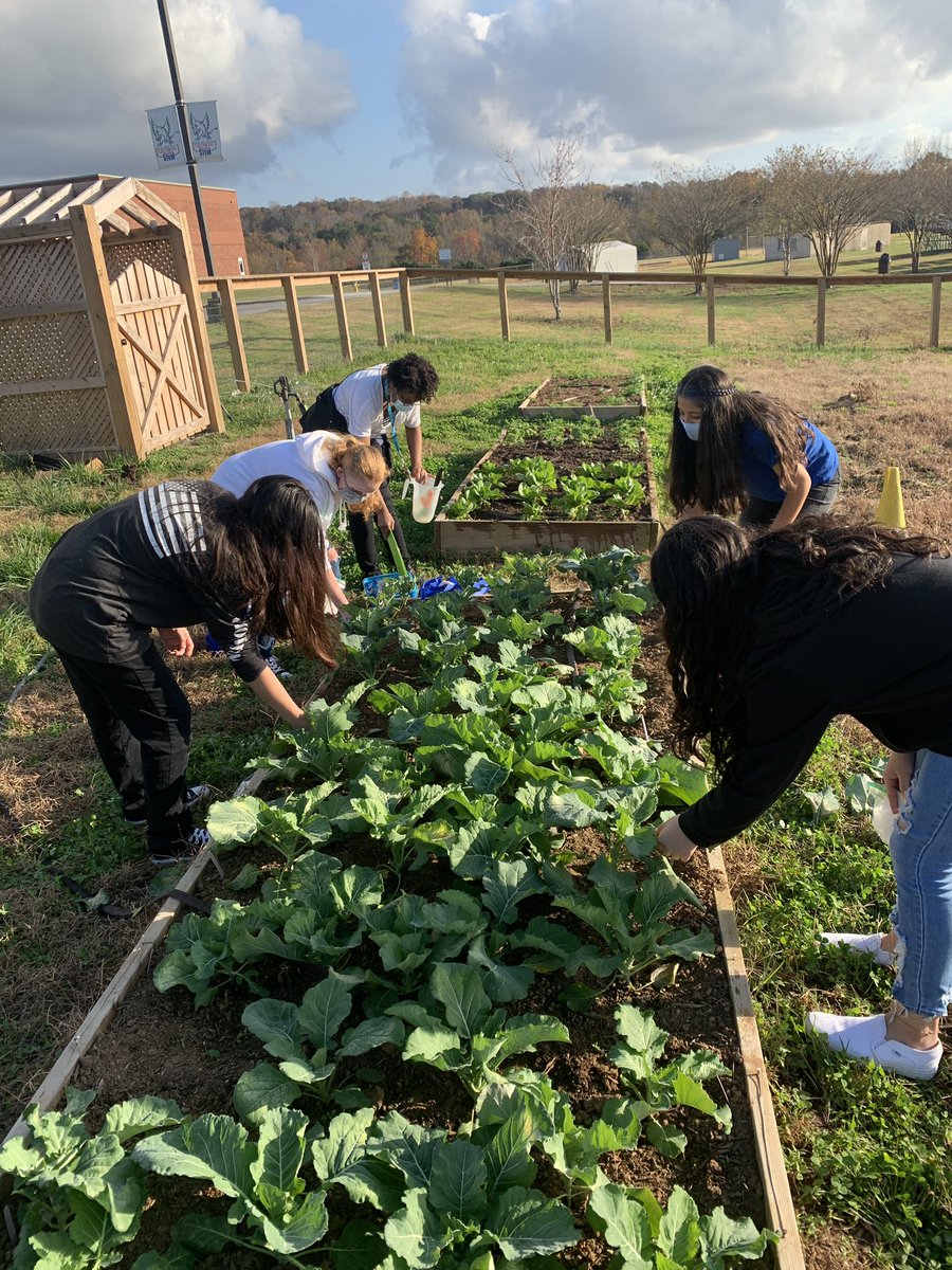 CCGriffinMS's tweet photo. 8th Grade Biotech students worked in the garden pruning a few leaves and preparing for our “Frost” PBL coming up by gathering ideas! We are excited about our fall/winter harvest of Broccoli, Kale, Lettuce, and Collards! #HereWeGrow #STEM2Fork https://t.co/SFMTglzs7K