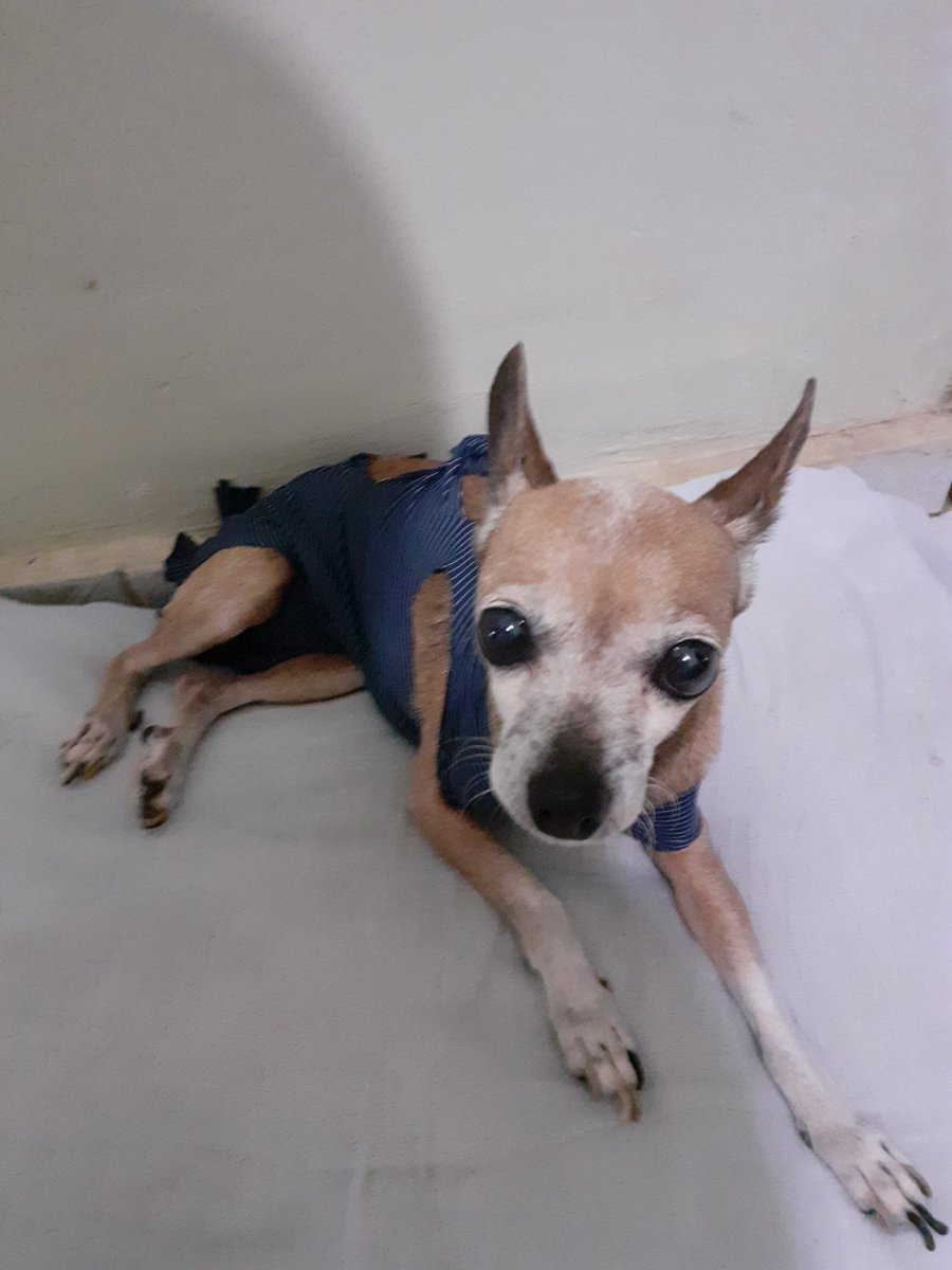 LuizGeovanni's tweet photo. Minha menina já está em casa agora sua  cirurgia  deu td certo. https://t.co/C71KJ4yDhq