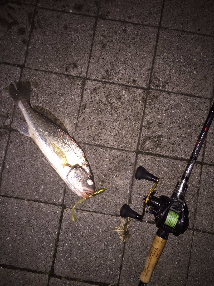 nadahaman's tweet photo. 初めてイシモチ(シログチ)釣った!
VJなんでも釣れるなw
#obei
#ハリケーン
#hurricane
#abugarcia
#Roxani
#powershooter
#アブガルシア
#ロキサーニ
#パワーシューター
#coreman
#VJ28
#コアマン https://t.co/YfJfdznr3i