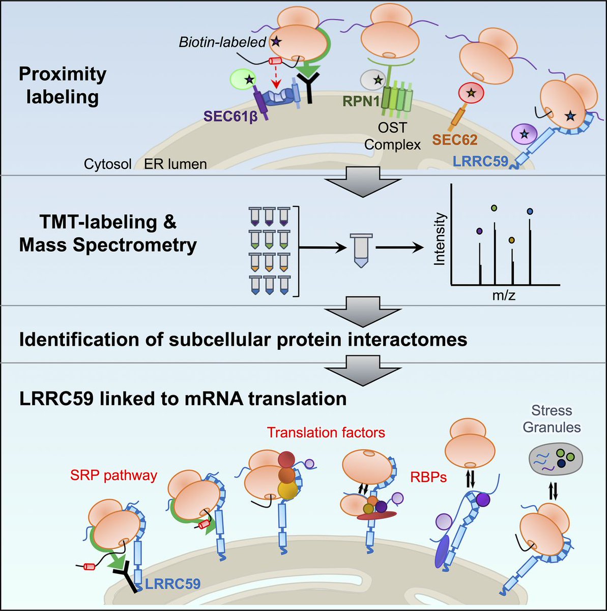 molcellprot's tweet photo. "Quantitative proteomics links the LRRC59 interactome to mRNA translation on the ER membrane" – #RNA #QuantitativeProteomics #AffinityProteomics #MassSpectrometry
https://t.co/4iqAi7uEq2
@DukeU @dukeresearch https://t.co/iDRn4YrNN9