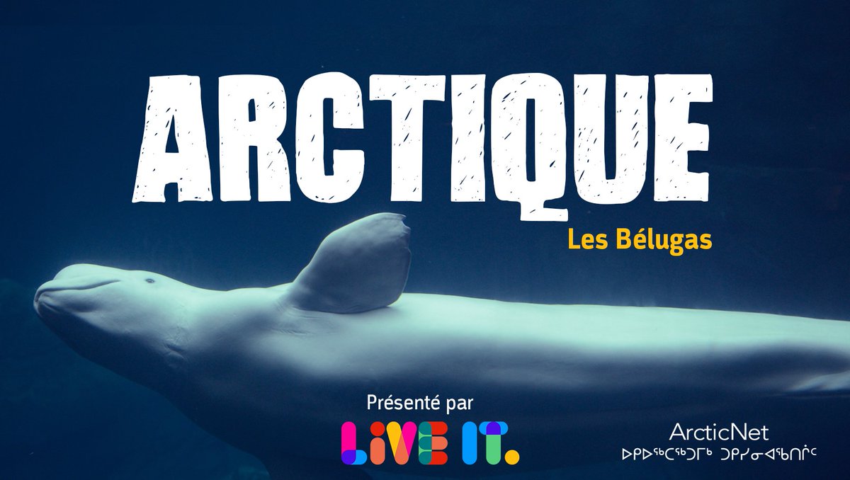 LiveItearth's tweet photo. Nous sommes très heureux de vous annoncer notre nouveau partenariat avec @ArcticNet! Ensemble, nous développons une série éducative axée sur l'Arctique pour les élèves de primaire. Notre première émission sur les bélugas sera diffusée ce 26 Nov. #collaboration #liveitearth #csfcb https://t.co/Vkaac0HQkE