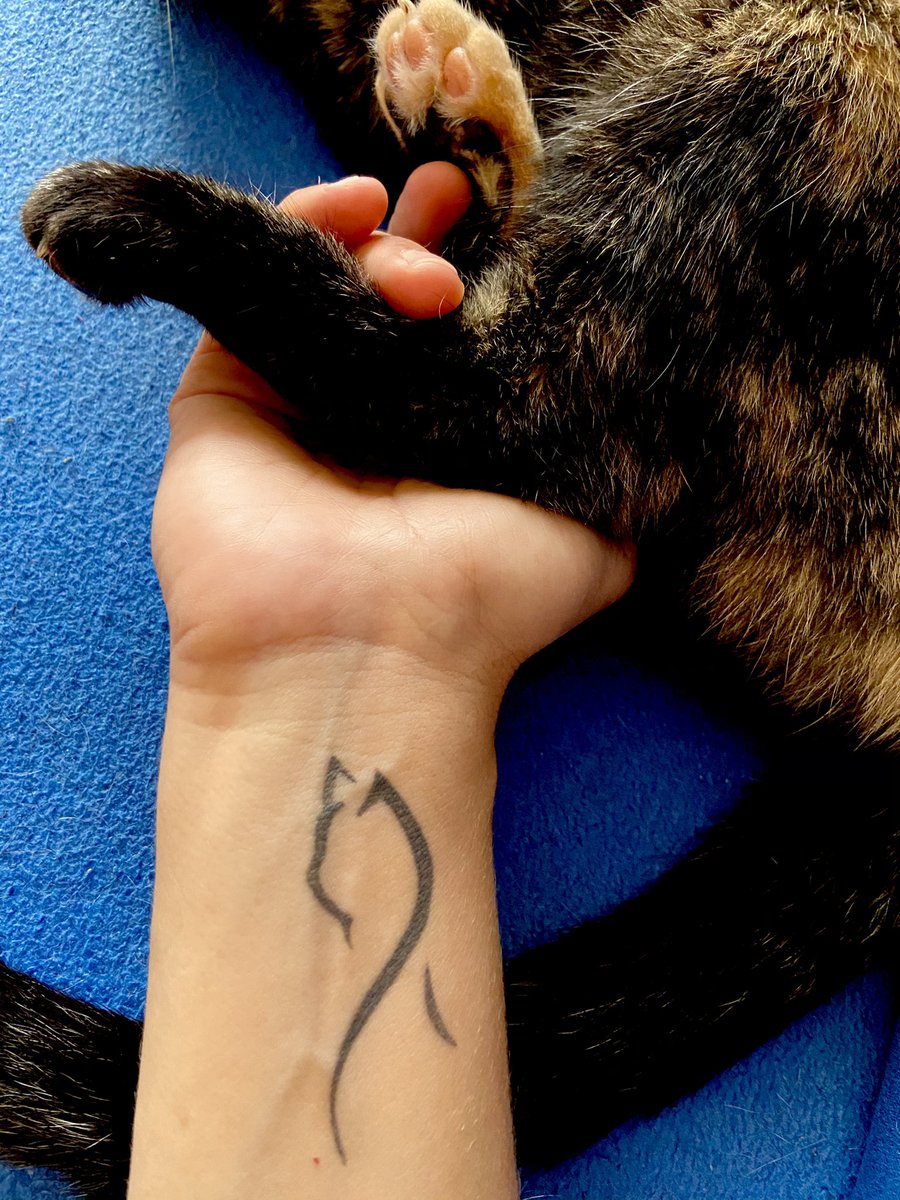 Sualfageme's tweet photo. La vida en familia...
#Nisca #migatina #catlife #cats #catlove #ohunlindogatito #catlover #catoftheday #homesweethome https://t.co/BnFE0vIHeC