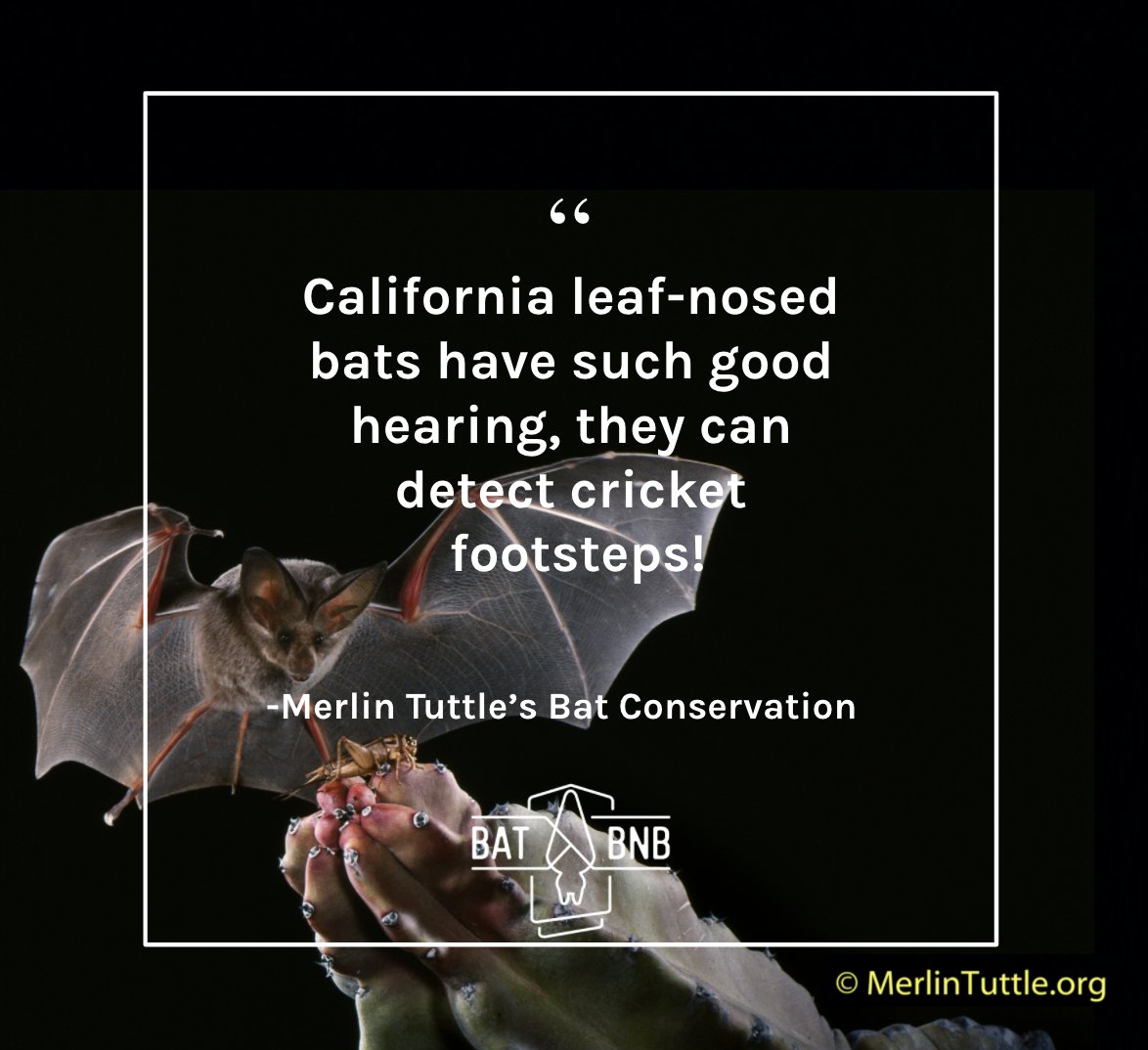 The abilities of #bats continually blow my mind!
California leaf-nosed bats are able to detect footsteps of crickets. 😱 What's your favorite fun #BatFact ?👇

📸@MerlinsBats 
#animalfacts #batsareawesome