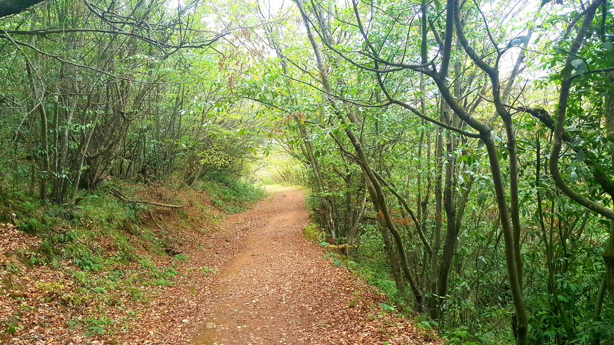 Doğa harikası Hamsilos Tabiat Parkı'mız, zengin biyoçeşitliliğe sahiptir!🌳🌲🍂🍁