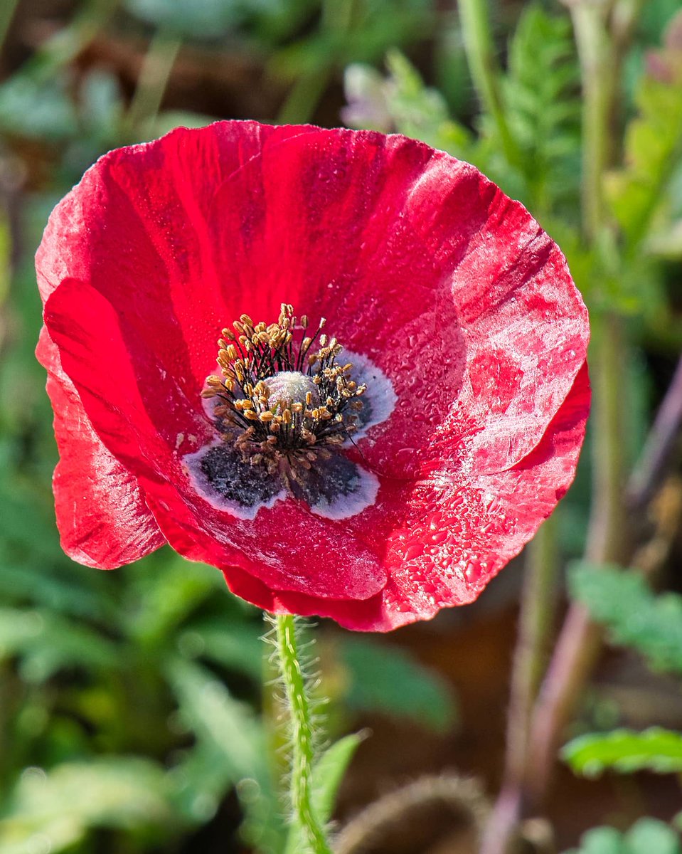 Mohnblumen
#sonyalpha6400 #zeiss1670 #madewithlumimar4 #mohnblume #poppy #spaziergang #Natur #zeisscameralenses