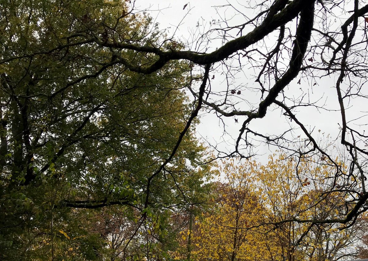 jeweledwoods's tweet photo. The trees in my yard are showing a beautiful pallet of reds and oranges. There are a few green stragglers, but not for long. The dark half of the year is upon us. #fallcolors #shoalsarea @ShoalsDaily https://t.co/2O6AGgsWH6