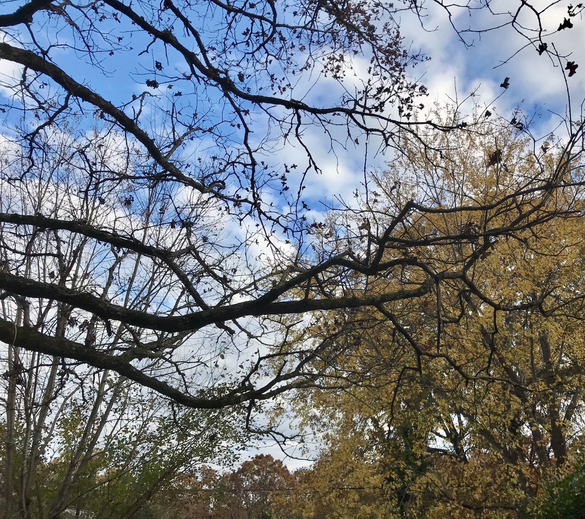 jeweledwoods's tweet photo. The trees in my yard are showing a beautiful pallet of reds and oranges. There are a few green stragglers, but not for long. The dark half of the year is upon us. #fallcolors #shoalsarea @ShoalsDaily https://t.co/2O6AGgsWH6