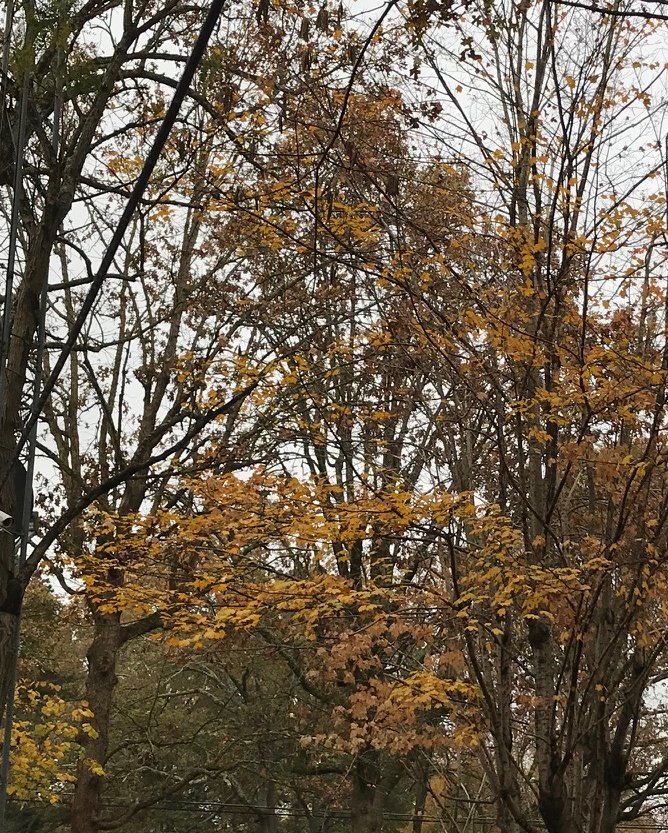 jeweledwoods's tweet photo. The trees in my yard are showing a beautiful pallet of reds and oranges. There are a few green stragglers, but not for long. The dark half of the year is upon us. #fallcolors #shoalsarea @ShoalsDaily https://t.co/2O6AGgsWH6