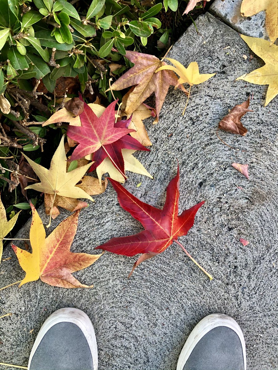 EreminaOE's tweet image. Autumn vibes and pretty colors on the @USC campus 🍁🍂🍃#Zlab #SoCal #fall #colorful #nature