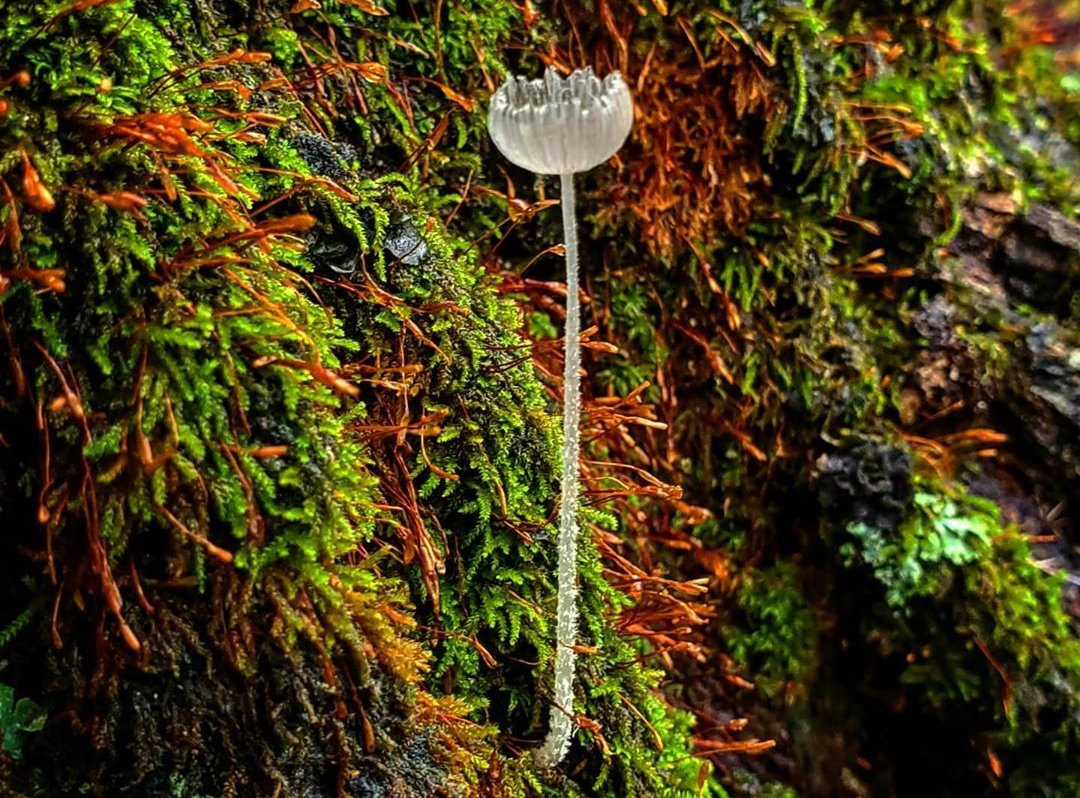 Una Mycena adscendens para recordarnos la grandeza de lo pequeño. En el suelo empieza todo.