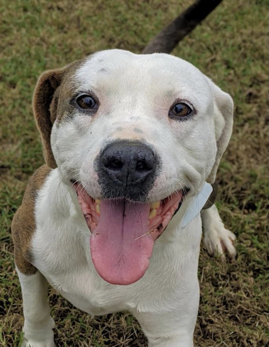reddogsusie's tweet photo. #TN #MEMPHIS
🆘🆘SPECIAL PLEA MrDanny 1yo hw+ HAS REAR LEG LIMP CONSISTENT WITH GUN SHOT WOUND! A sweet happy handsome young boy with an older injury that needs vet assessment! In need of #RESCUE #FOSTER #PLEDGES Pls help #MASA1297 
https://t.co/oUVzcyKV8T https://t.co/egsarVcEfi