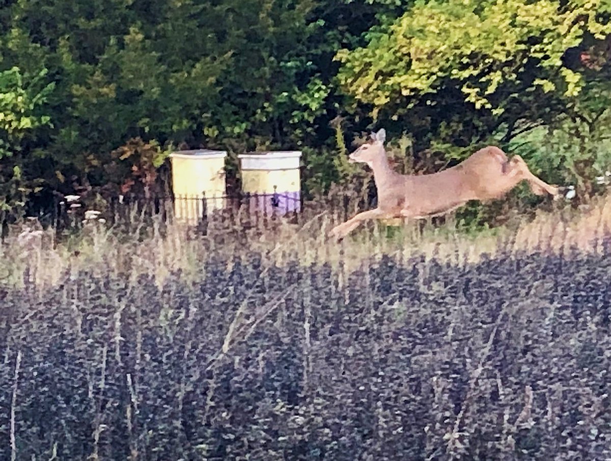 Perkiomen_Bees's tweet photo. Overheard at the hives today...
“Hello, deer!”
“What’s up, honey!”#beekeepersmakingdadjokes https://t.co/62mY6jiTaV