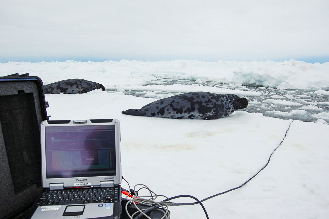 arcticfocus's tweet photo. Héloïse Frouin-Mouy, a bio-acoustician and marine mammalogist at JASCO Applied Sciences, is using new techniques to better understand the biology and population of hooded seals by studying their underwater calls. Read more here: https://t.co/BtCv8TVqHI https://t.co/cooWIeI6h4