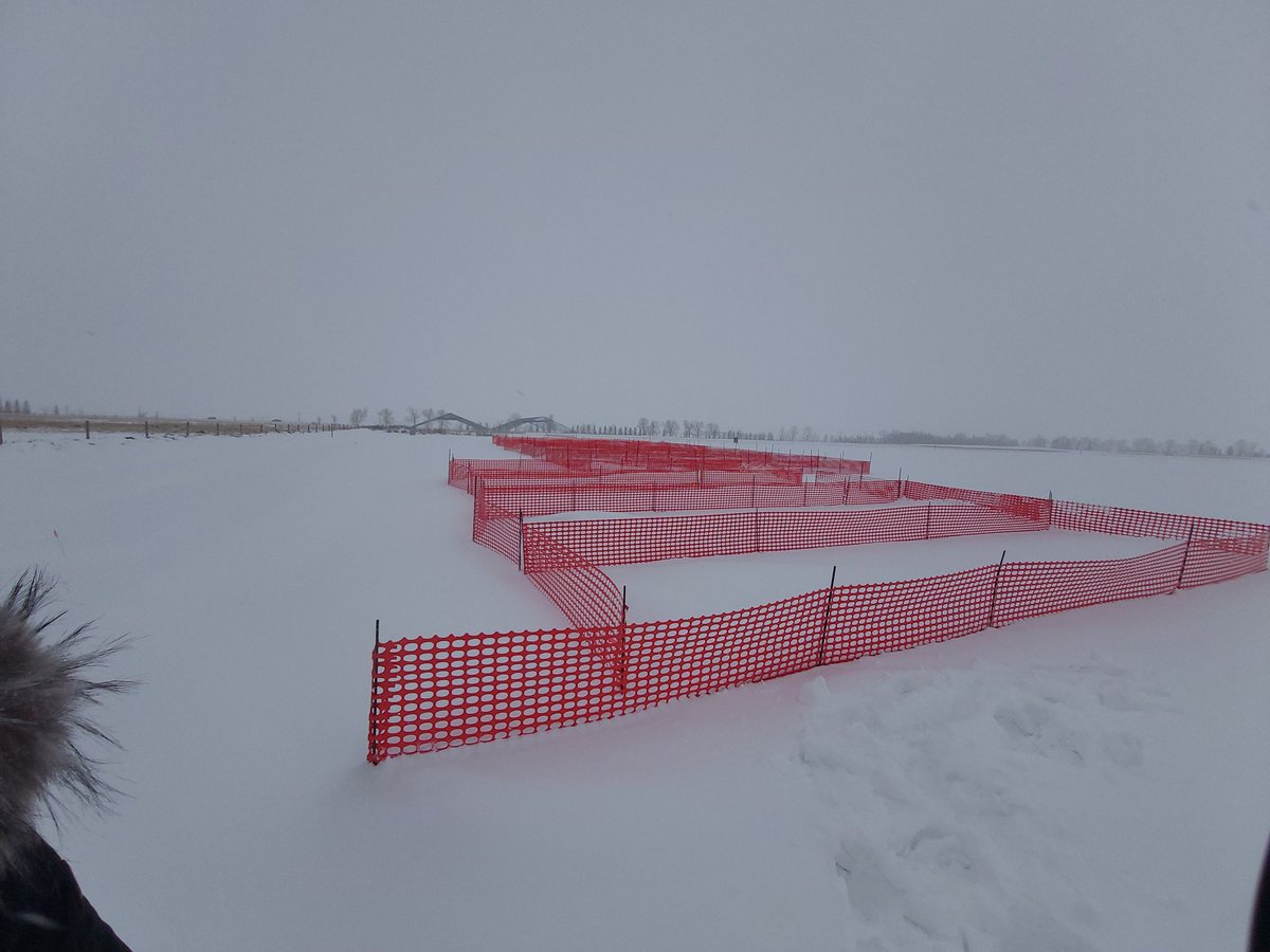 Manuel Chavarria Ph. D (@manolo_turf) on Twitter photo I think the snow fences are working well. <a href="/SyngentaTurf/">Syngenta Turf US</a> <a href="/SyngentaTurfCA/">SyngentaTurfCanada</a> <a href="/syngentacanada/">Syngenta Canada</a> <a href="/SyngentaUS/">Syngenta US</a> <a href="/Syngenta/">Syngenta</a> <a href="/OldsCollege/">Olds College of Agriculture & Technology</a> <a href="/P_T_R_C_/">PTRC</a> I think the snow fences are working well. <a href="/SyngentaTurf/">Syngenta Turf US</a> <a href="/SyngentaTurfCA/">SyngentaTurfCanada</a> <a href="/syngentacanada/">Syngenta Canada</a> <a href="/SyngentaUS/">Syngenta US</a> <a href="/Syngenta/">Syngenta</a> <a href="/OldsCollege/">Olds College of Agriculture & Technology</a> <a href="/P_T_R_C_/">PTRC</a>