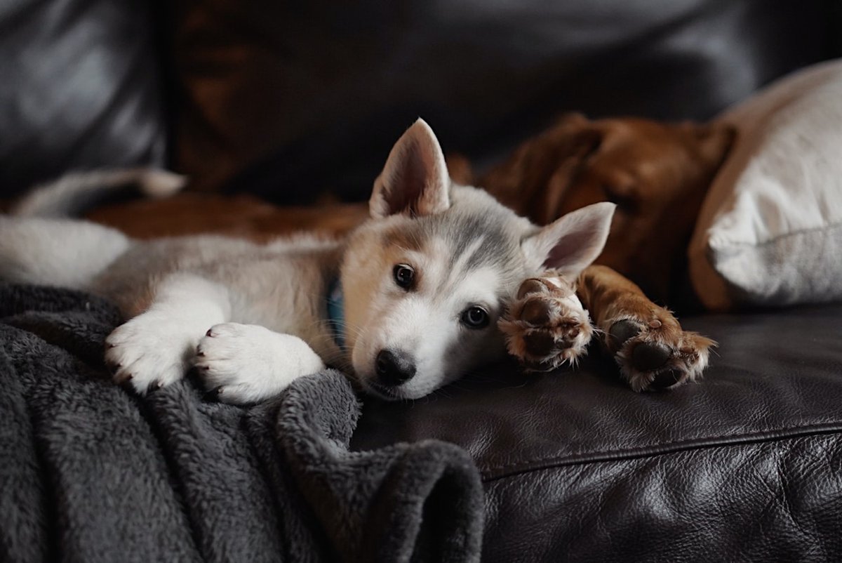 TailChasersLLC's tweet photo. Introducing a new puppy to your home can often cause upset with older dogs. Here are some tips from an AKC certified trainer about how to make sure they get along!
https://t.co/xtMiwH6czn
#Puppy #Dog #Training #DogTraining #PuppyMeetsOldDog #AdultDogs #PetCare #PetTraining https://t.co/7ZqcgrkTNL
