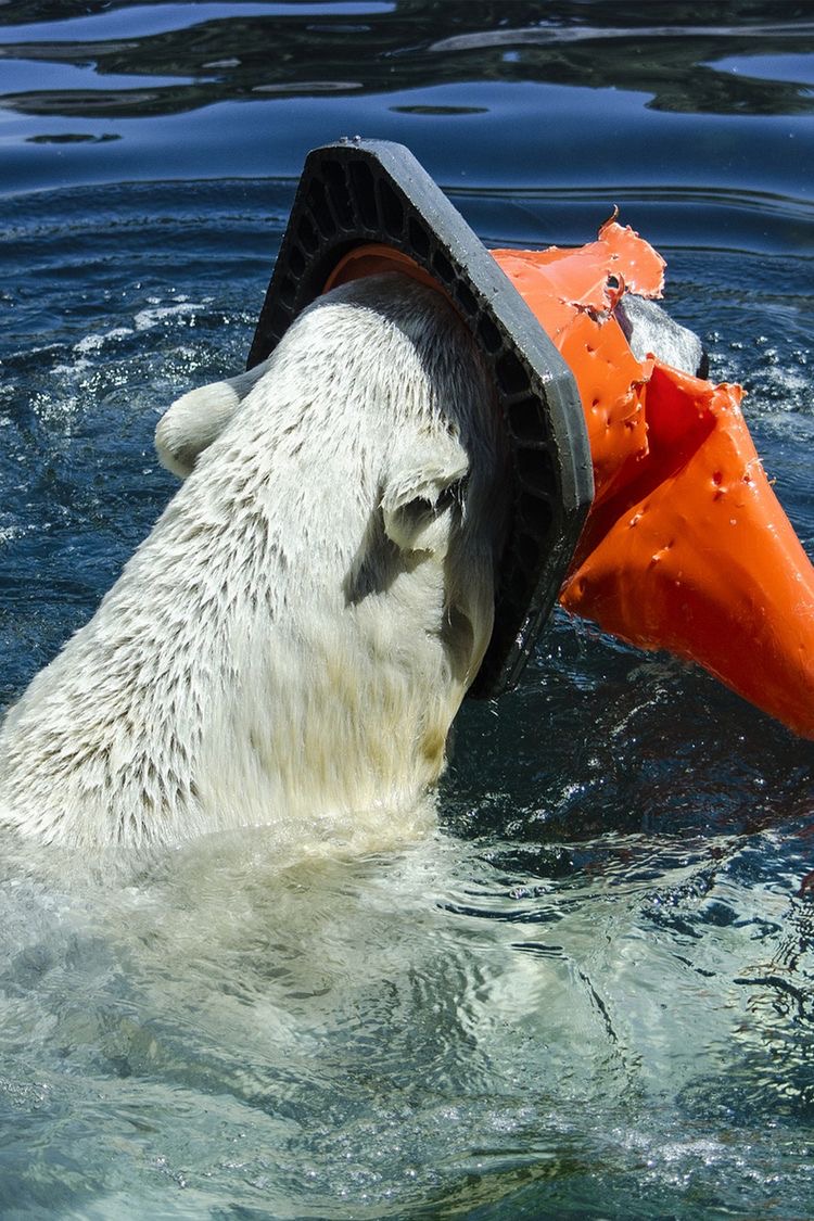 OcgOrg's tweet photo. Every year contaminants destroy millions of animals, from birds and fish and to other aquatic species. 
Nearly 700 animals are known to have been harmed by plastics, including the endangered ones. 
#ocg https://t.co/DWnd8abFIr