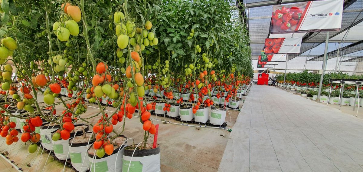 Visítanos en Expo Agroalimentaria Irapuato 10 al 13 de Noviembre, Invernadero #4.  Conoce nuestro invernadero 100% Perlita y sus soluciones para hidroponía. #termolita #omya #hortiperl #ExpoAgroAlimentaria