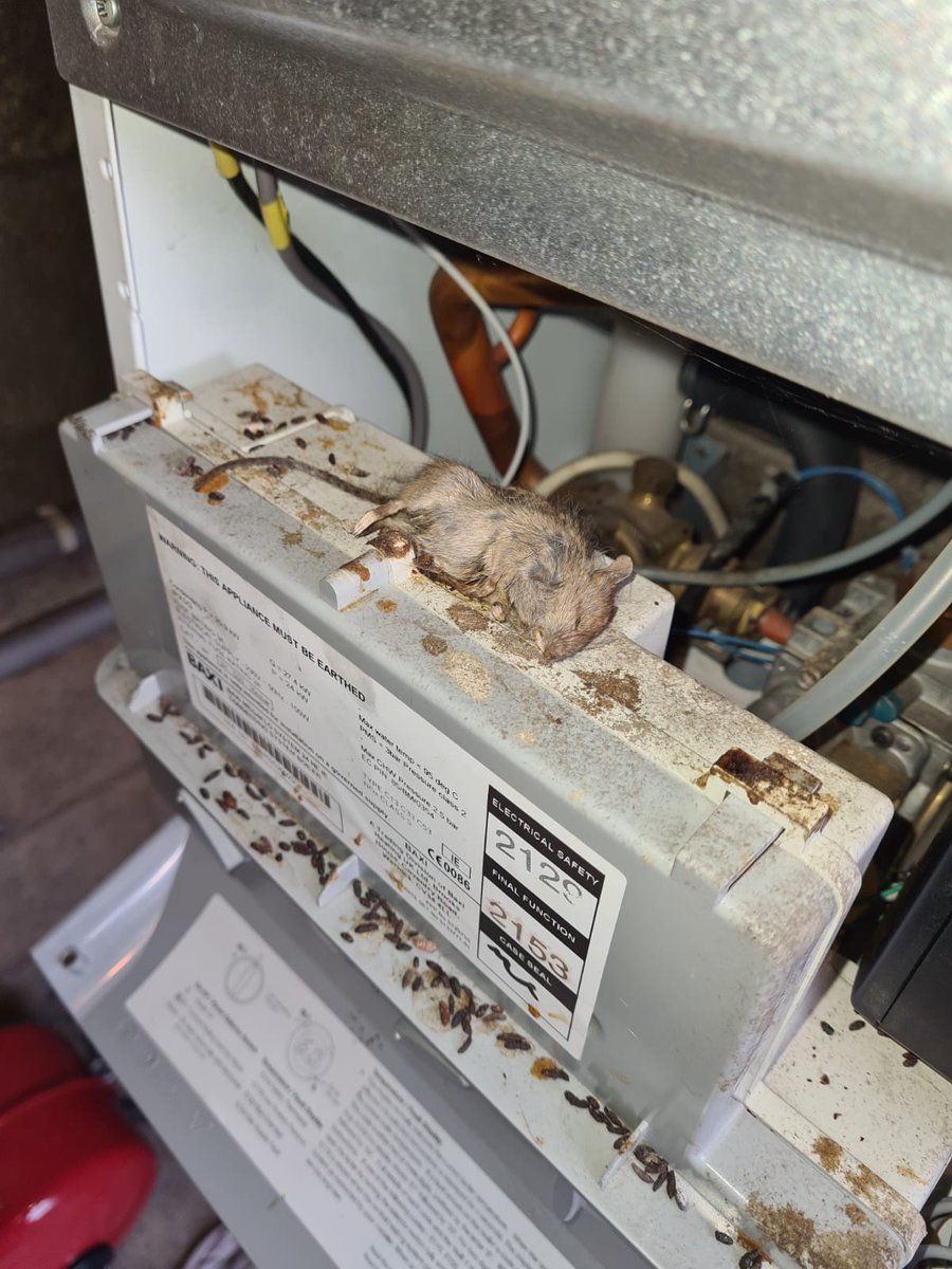 Got a surprise when we opened this boiler this morning! <a href="/plumberparts/">Plumberparts 💦</a>