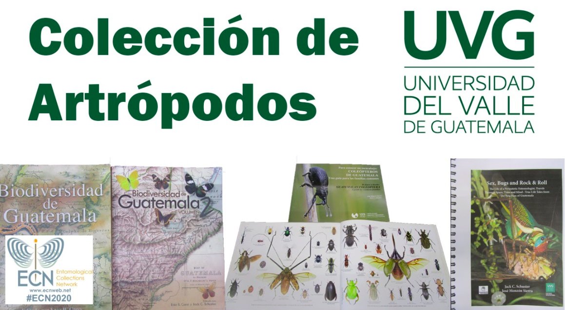 EntCollNet's tweet photo. #VirtualCollectionTour: Universidad del Valle de Guatemala Cristian Beza - Beza (@BezaCristian) Universidad del Valle de Guatemala, Guatemala City, #Guatemala https://t.co/Enxf6tVH8I