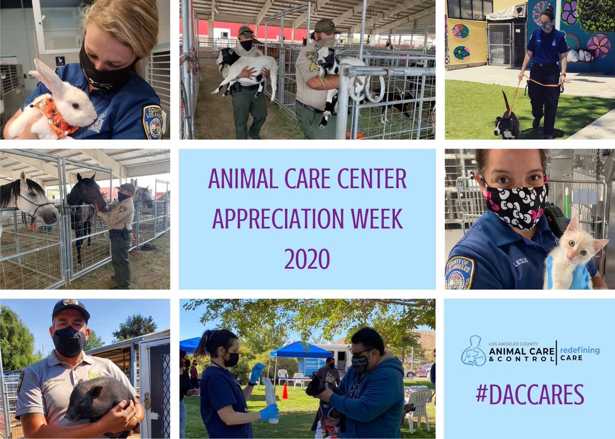 LACoAnimalCare's tweet photo. DACC thanks all of our staff for their selfless dedication to meeting DACCβs mission on a daily basis! #daccares #shelterappreciationweek https://t.co/teBwUMSrXU