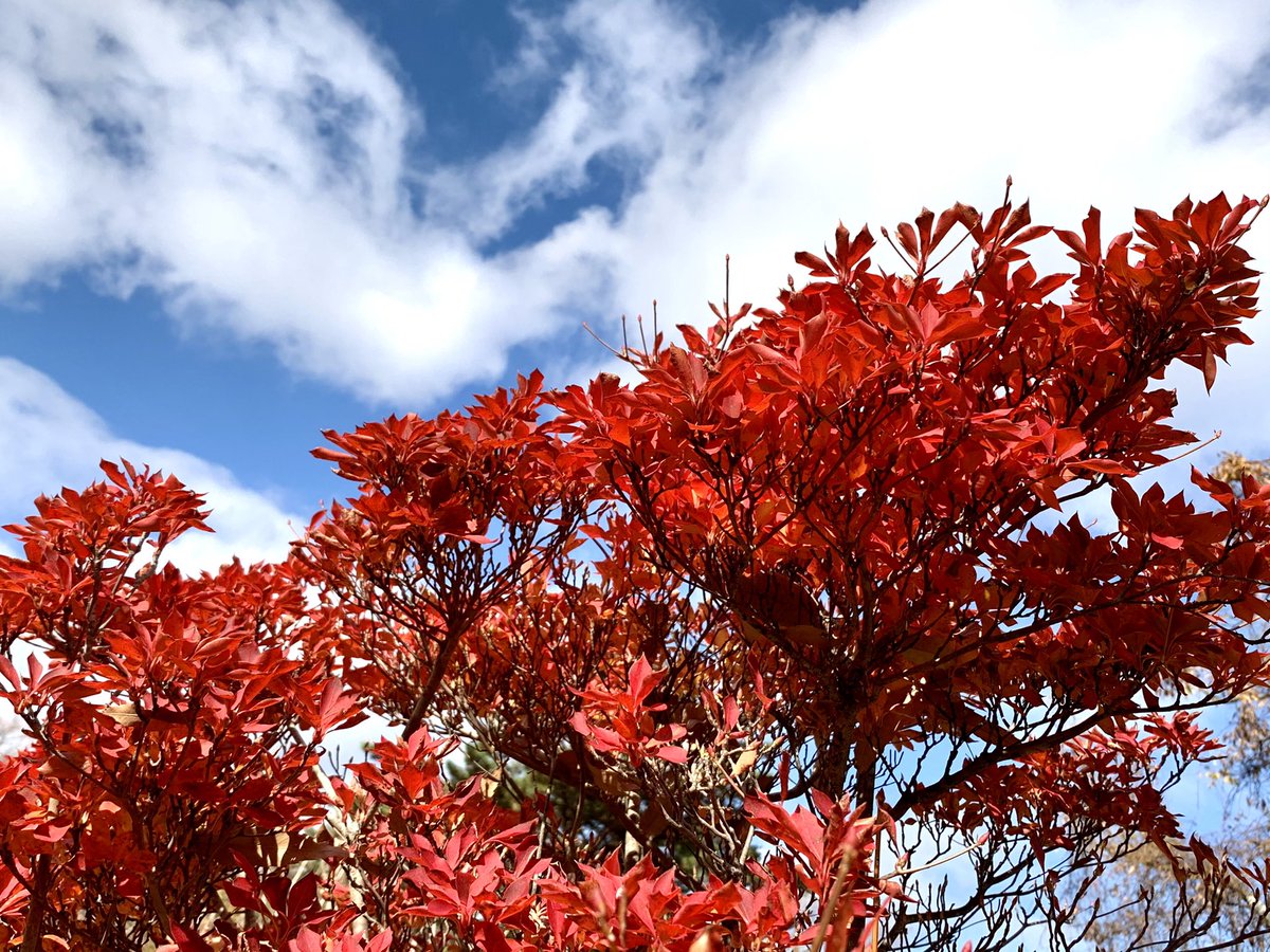 Cloudsailor 星羅の一日一花 V Twitter ドウダンツツジ 灯台躑躅 満天星 の紅葉 温暖な岩山に生える ツツジ科ツツジ属 日本 台湾に分布 Japanese Enkianthus Enkianthus Perulatus Autumnleaves Plants Cloudsailor 星羅の一日一花 V Twitter ドウダンツツジ 灯台躑躅 満天星 の紅葉 温暖な岩山に生える ツツジ科ツツジ属 日本 台湾に分布 Japanese Enkianthus Enkianthus Perulatus Autumnleaves Plants