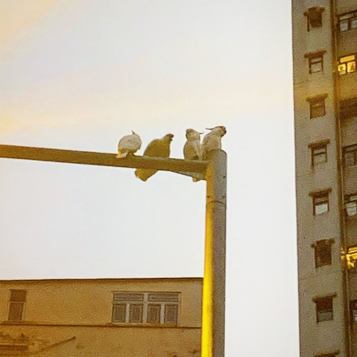 dr_dingle's tweet photo. Itβs time for this yearβs annual census of the Critically Endangered Yellow-crested Cockatoo population in Hong Kong, coordinated by @AA_Andersson who is leading this project. In the area I monitor, the cockatoos prefer to roost on lamp posts. #dinglelab @hkuwise @hku_science https://t.co/NppY5R932q