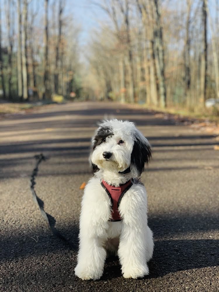 PuppyLuvLLC's tweet photo. Congrats to our November Pet of the month addition! Fergie from @ATLPLUMBINGDC . We couldn’t let this month role by without having this cutie be apart. Sign your pet up today for Pet of the month and to win prizes at https://t.co/NNryOUqOQm. @jbgsmith https://t.co/sRlLm1zRtu