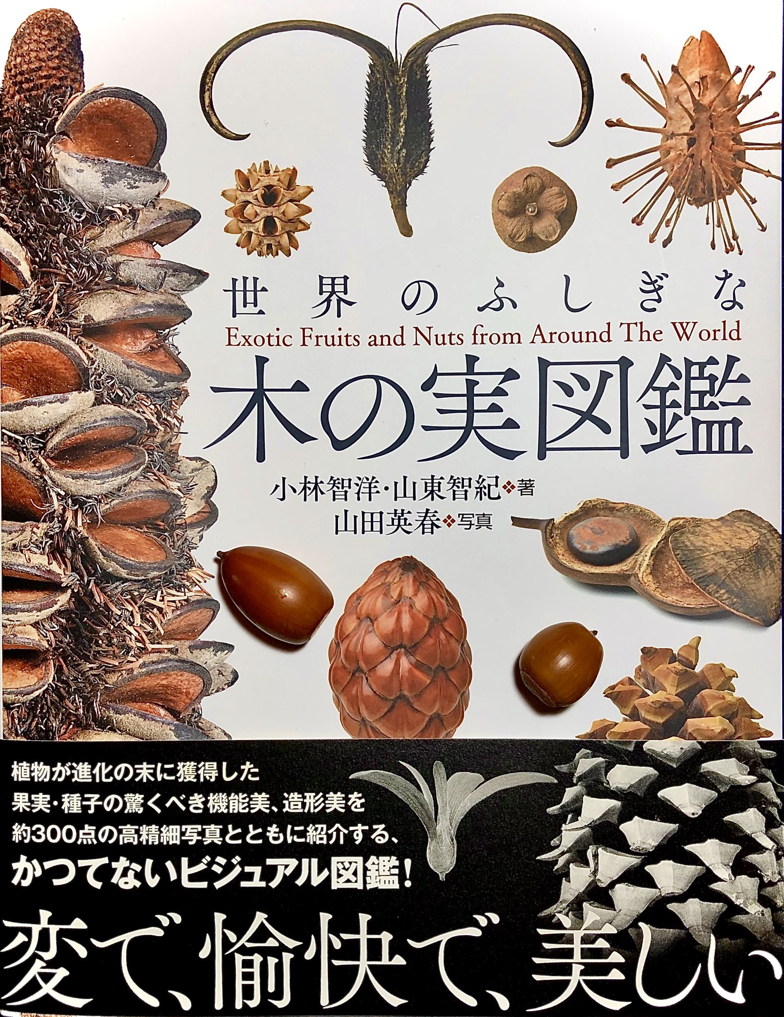 山田英春 Rt Shellsluna 不思議で奇妙な木の実 ある意味で 植物の結晶 山田英春さんの書 世界の木の実が俯瞰出来ます T Co 2bcl8gczp9 Twitter