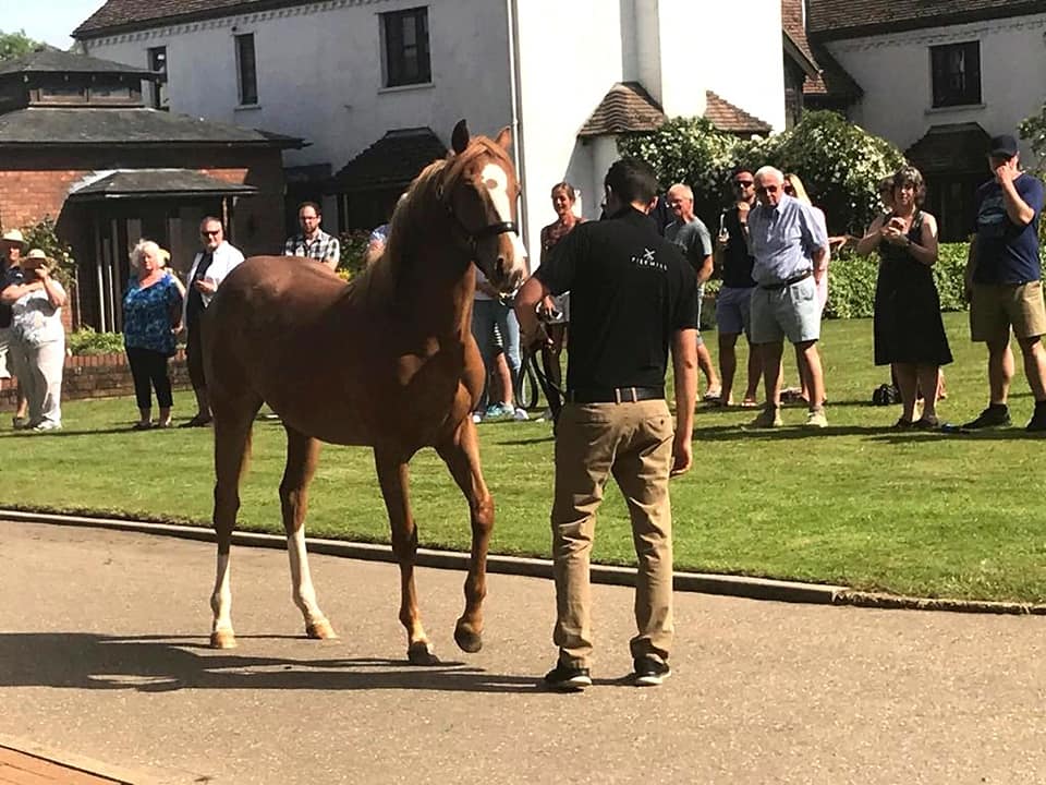 Piermill's tweet photo. Hurry!

Only 5 days left to join our next foal to yearling
 #Pinhooking #Syndicate

visit https://t.co/b10ky0b72c to find out more! https://t.co/YcRnIJAUiR