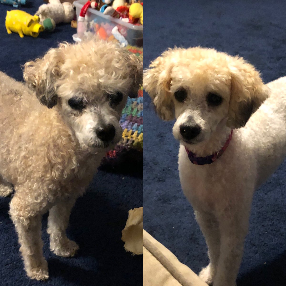 habpc2001's tweet photo. Seeing double?! I see trouble! #lifeofanashley #baileybug #mygirls #doubletrouble #seeingdouble 💙💜🐩🐩 https://t.co/saL2RiKGf9