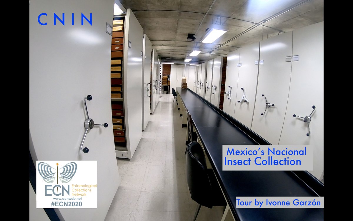 EntCollNet's tweet photo. #VirtualCollectionTour: Over to Mexico we go! 🇲🇽
Ivonne Garzón provides an insight into Mexico’s Nacional Insect Collection, at the University of Mexico, Mexico City. Great space and a strong team of curators! #ECN2020 https://t.co/tN6qGI7kgh