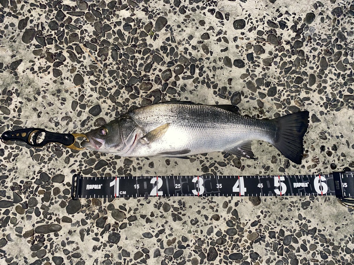 Macinyosh_com's tweet photo. #fishon #seabass #シーバス #スズキ #ヒラスズキ
居場所を探してランガン。
1投、パイロットルアーの #tklm 流して雰囲気、魚の気配を感じ、この感じならと、#hifumicreating #ヒフミクリエイティング #sherry95sf #シェリー95sf #web限定 #weightlock で3投目。
この食い方😆 出逢いに感謝。 https://t.co/OOJvNNRspy