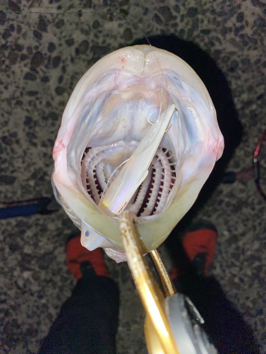 Macinyosh_com's tweet photo. #fishon #seabass #シーバス #スズキ #ヒラスズキ
居場所を探してランガン。
1投、パイロットルアーの #tklm 流して雰囲気、魚の気配を感じ、この感じならと、#hifumicreating #ヒフミクリエイティング #sherry95sf #シェリー95sf #web限定 #weightlock で3投目。
この食い方😆 出逢いに感謝。 https://t.co/OOJvNNRspy