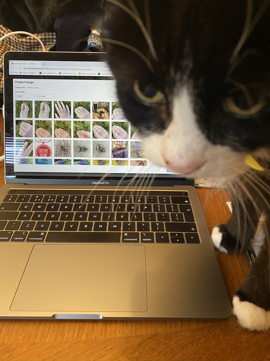 Working on the idea of personal space with Kermit this week... #CatsOfTwitter #workingfromhome #SmallBusiness #shoplocal #blackandwhitecat
