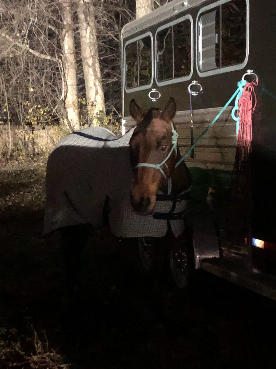 corgicrazytime's tweet photo. When you’re at the barrel race before the sun is up and headed home long after the sun has gone down, you know it’s been a good day! 14 hours of horsey time over the weekend makes me happy! #AQHA #ILoveMyHorse #gooutsideandplay #canchaser https://t.co/z0wDotYVAm