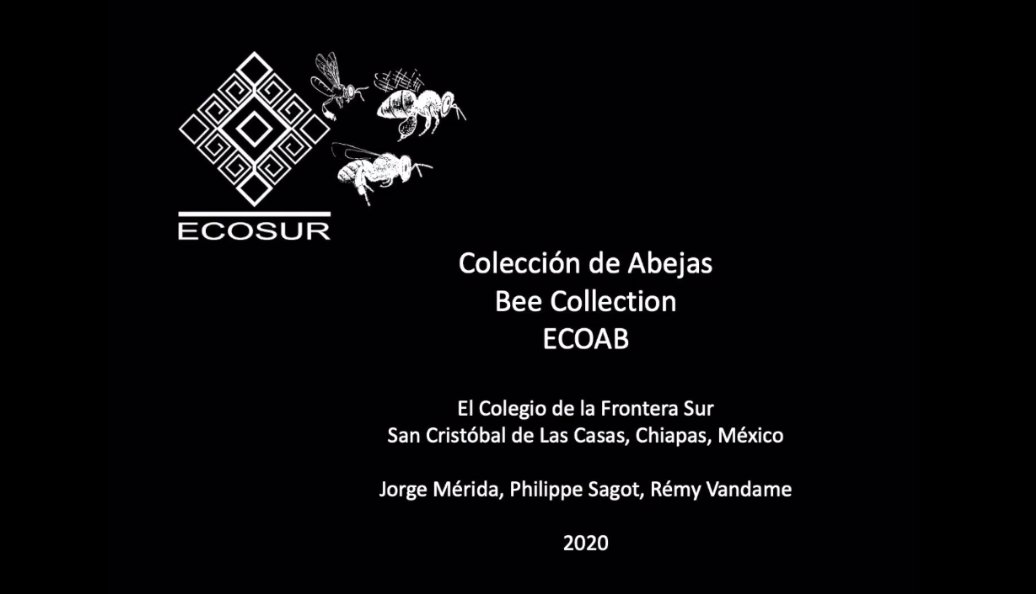 EntCollNet's tweet photo. #VirtualCollectionTour:
More Mexican goodness!
Now we go to the Departamento Agricultura Sociedad y Ambiente with Rémy Vandame, El Colegio de la Frontera Sur, Unidad San Cristóbal de Las Casas, #Mexico #ECN2020 #Bees https://t.co/FE83u86Juy
