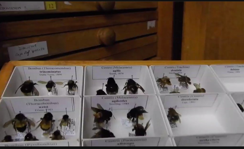 EntCollNet's tweet photo. #VirtualCollectionTour:
More Mexican goodness!
Now we go to the Departamento Agricultura Sociedad y Ambiente with Rémy Vandame, El Colegio de la Frontera Sur, Unidad San Cristóbal de Las Casas, #Mexico #ECN2020 #Bees https://t.co/FE83u86Juy