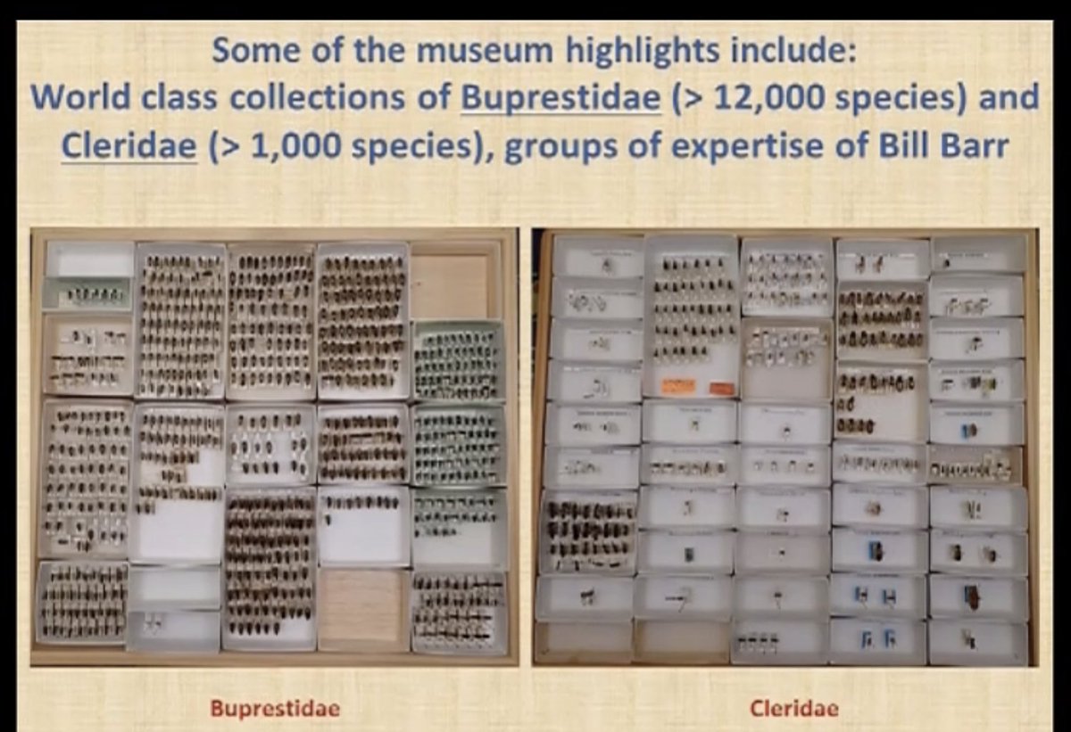 EntCollNet's tweet photo. #VirtualCollectionTour:
North to Idaho!
Luc Leblanc gives us a tour of the William F. Barr Entomological Museum at the University of Idaho, U.S.A.
Highlighting not only the collection's strengths but also some of their outreach activity!
#ECN2020 https://t.co/8Sh1jB9N9E