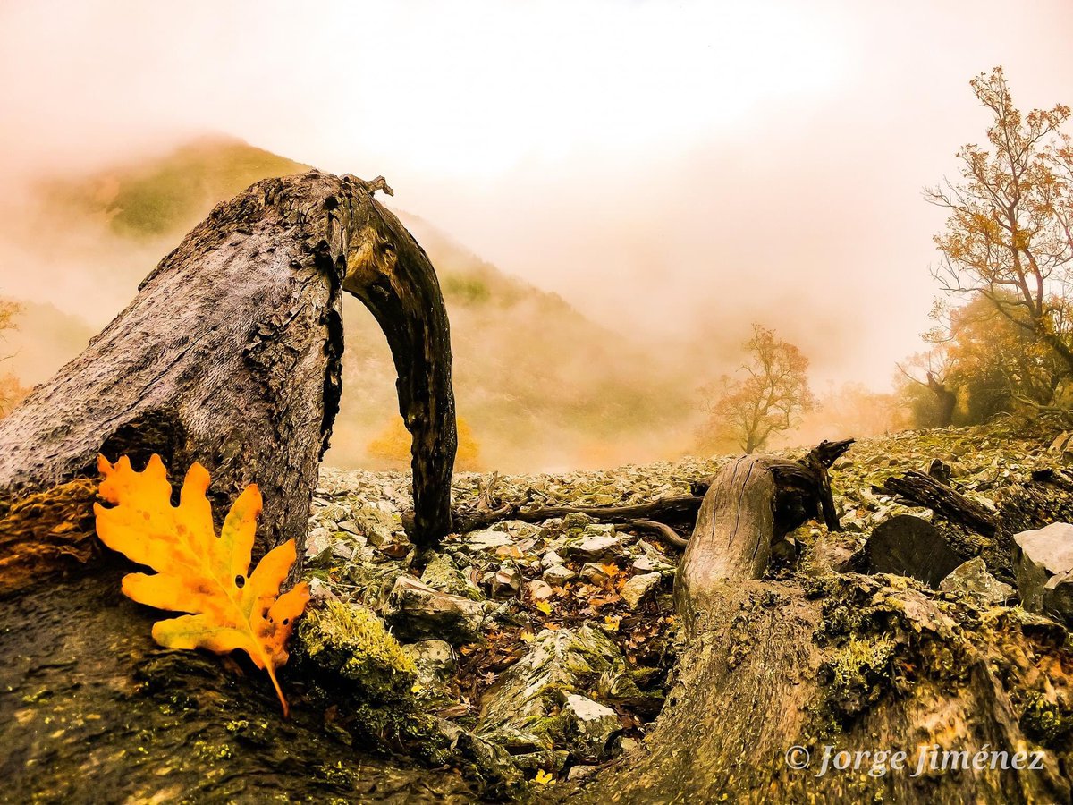 TRESVALLES_'s tweet photo. ÁRBOLES de #Batuecas ! 
Místicos, legendarios... supervivientes!! #enlasbatuecas #weRunIntoThewild 
.
.
Photo @junowild #expertosTresValles https://t.co/wLSwgqGtz1